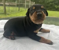 Alfred Blk M, a male Miniature Pinscher for sale in Rolla, MO – 7 of 10