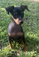 Porter SMALL M, a male Miniature Pinscher for sale in Rolla, MO – 7 of 9
