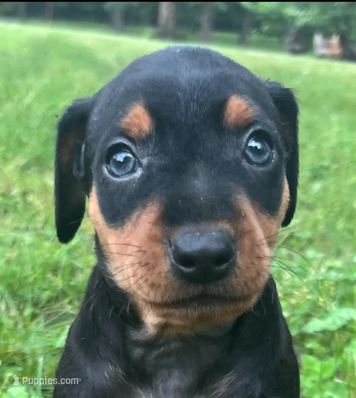 Alfred Blk M – Miniature Pinscher puppy for sale in Rolla, MO