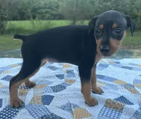 Lucille, a female Miniature Pinscher for sale in Rolla, MO – 6 of 9