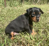Walter SMALL M, a male Miniature Pinscher for sale in Rolla, MO – 4 of 7