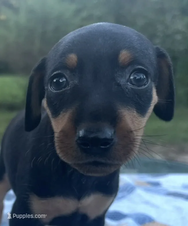 Agnes – Miniature Pinscher puppy for sale in Rolla, MO