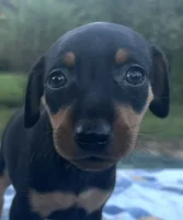 Agnes, a female Miniature Pinscher for sale in Rolla, MO – 1 of 9