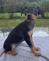 Athena SMALL F, a female Miniature Pinscher for sale in Rolla, MO – 4 of 8