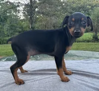 Holly SMALL F, a female Miniature Pinscher for sale in Rolla, MO – 7 of 7