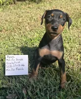 Agnes, a female Miniature Pinscher for sale in Rolla, MO – 8 of 10