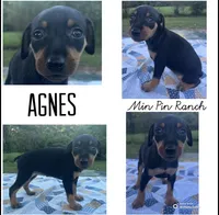 Agnes, a female Miniature Pinscher for sale in Rolla, MO – 9 of 9