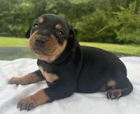 Alfred Blk M, a male Miniature Pinscher for sale in Rolla, MO – 6 of 10