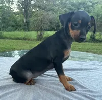 Holly SMALL F, a female Miniature Pinscher for sale in Rolla, MO – 4 of 7