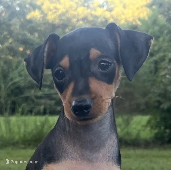 Sophie SMALL F – Miniature Pinscher puppy for sale in Rolla, MO