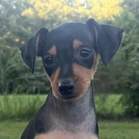 Sophie SMALL F, a female Miniature Pinscher for sale in Rolla, MO – 1 of 9