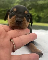 Alfred Blk M, a male Miniature Pinscher for sale in Rolla, MO – 4 of 10