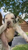 Bull, a male Catahoula Leopard Dog for sale in Niles, MI – 1 of 5