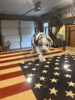 Pea, a female Catahoula Leopard Dog for sale in Niles, MI – 5 of 6