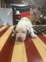 Bull, a male Catahoula Leopard Dog for sale in Niles, MI – 4 of 5