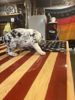 Bull, a male Catahoula Leopard Dog for sale in Niles, MI – 5 of 5