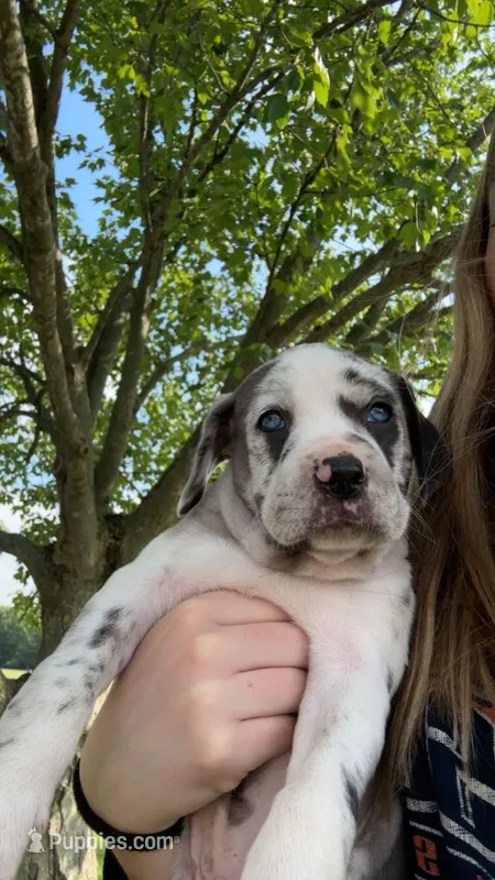 Pea – Catahoula Leopard Dog puppy for sale in Niles, MI
