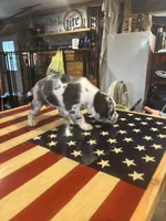 Pea, a female Catahoula Leopard Dog for sale in Niles, MI – 4 of 6