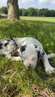 Bull, a male Catahoula Leopard Dog for sale in Niles, MI – 2 of 5
