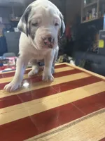 Bull, a male Catahoula Leopard Dog for sale in Niles, MI – 3 of 5