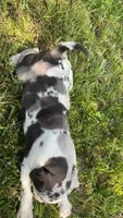 Pea, a female Catahoula Leopard Dog for sale in Niles, MI – 3 of 6