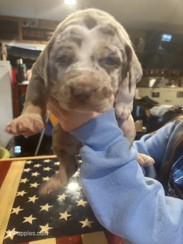 Ellie – Catahoula Leopard Dog puppy on hold in Niles, MI
