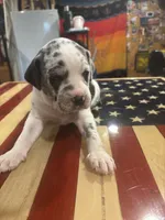 Pea, a female Catahoula Leopard Dog for sale in Niles, MI – 6 of 6