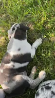 Pea, a female Catahoula Leopard Dog for sale in Niles, MI – 2 of 6