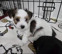 Pochie, a male Yorkshire Terrier for sale in Dallas, TX – Photo 1 of 3