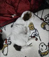 Pochie, a male Yorkshire Terrier for sale in Dallas, TX – Photo 2 of 3