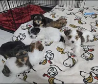 Pochie, a male Yorkshire Terrier for sale in Dallas, TX – Photo 3 of 3