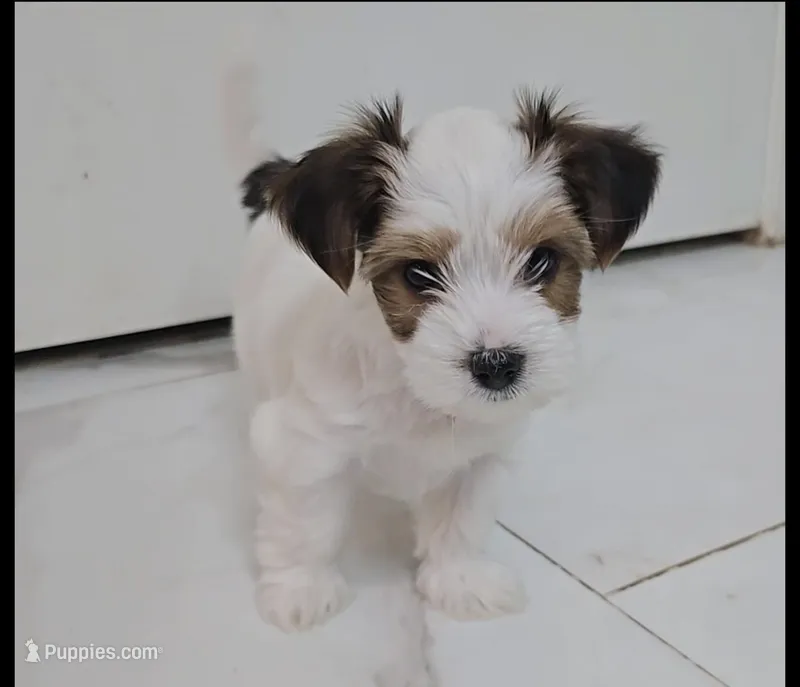 Pochie – Yorkshire Terrier puppy for sale in Dallas, TX