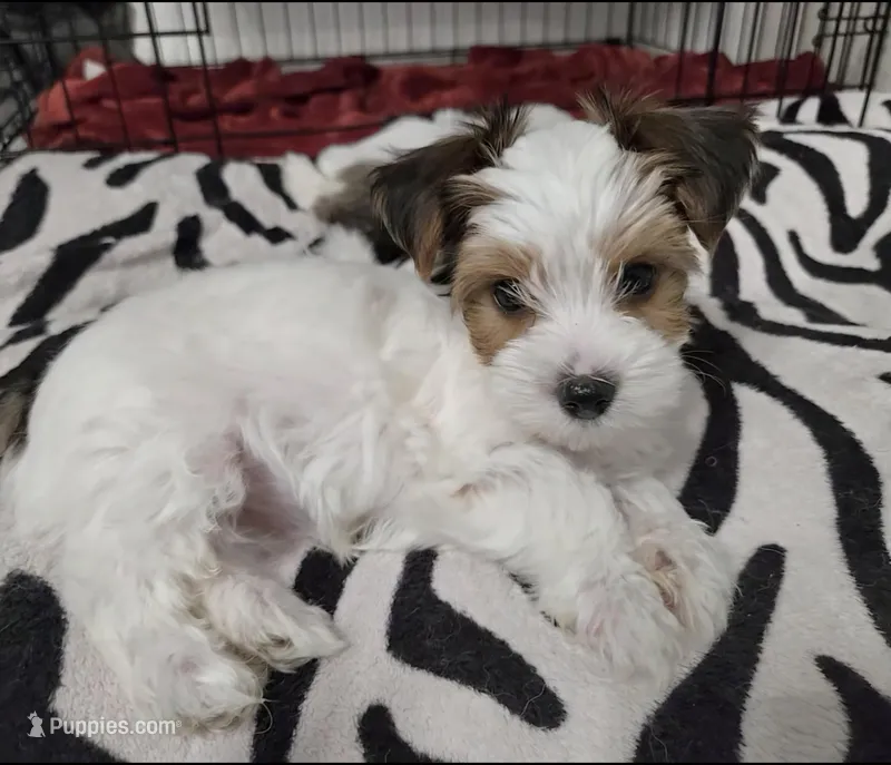 Pochie – Yorkshire Terrier puppy for sale in Dallas, TX