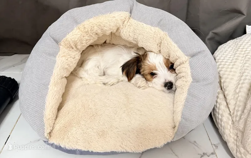 Pochie – Yorkshire Terrier puppy for sale in Dallas, TX