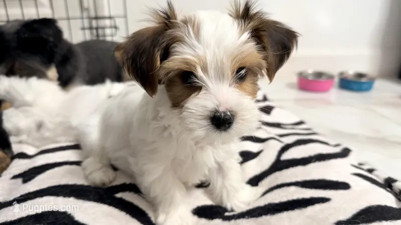 Pochie – Yorkshire Terrier puppy for sale in Dallas, TX