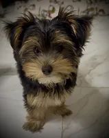 Q, a male Yorkshire Terrier for sale in Dallas, TX – 2 of 10