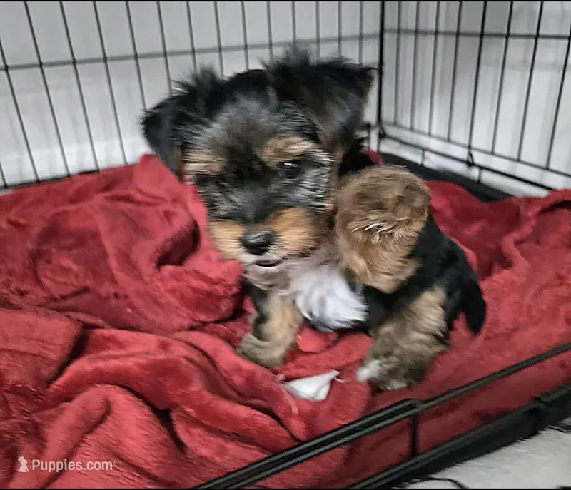 Noah – Yorkshire Terrier puppy for sale in Dallas, TX