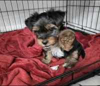 Noah, a male Yorkshire Terrier for sale in Dallas, TX – Photo 1 of 3