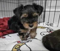 Noah, a male Yorkshire Terrier for sale in Dallas, TX – Photo 2 of 3