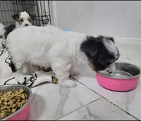 Lily, a female Yorkshire Terrier for sale in Dallas, TX – Photo 2 of 3