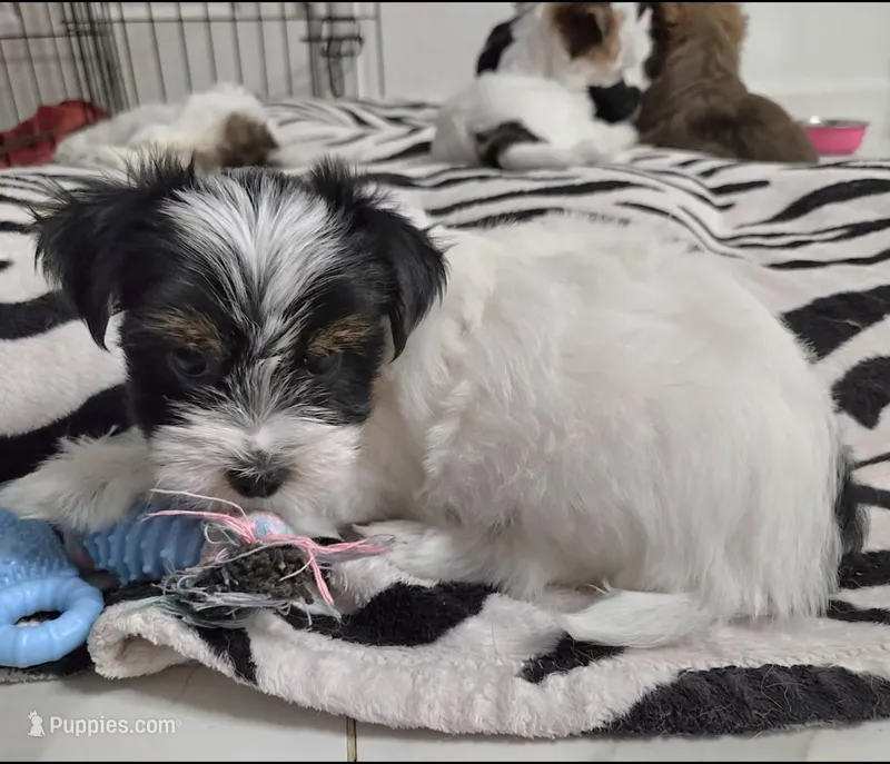 Lily – Yorkshire Terrier puppy for sale in Dallas, TX