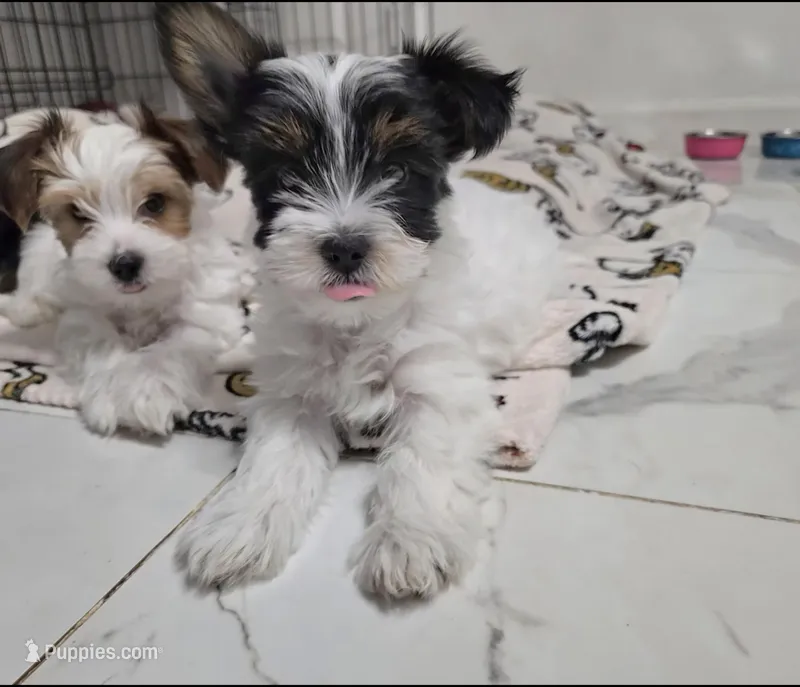 Lily – Yorkshire Terrier puppy for sale in Dallas, TX