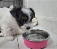 Lily, a female Yorkshire Terrier for sale in Dallas, TX – Photo 1 of 3