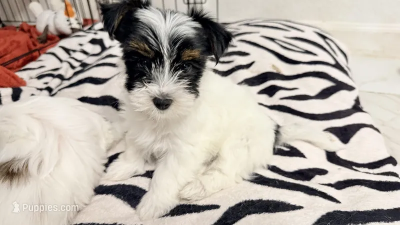Lily – Yorkshire Terrier puppy for sale in Dallas, TX