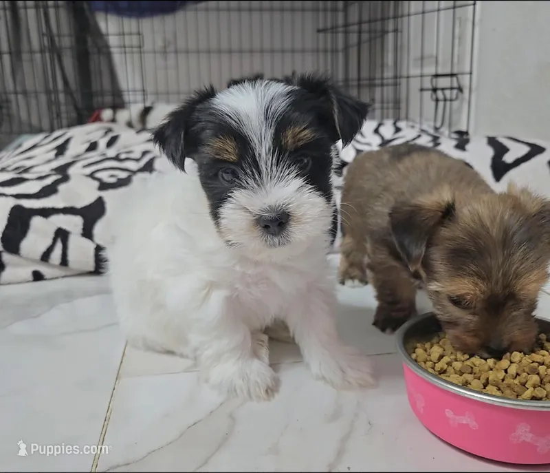 Lily – Yorkshire Terrier puppy for sale in Dallas, TX