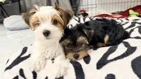 Q, a male Yorkshire Terrier for sale in Dallas, TX – 4 of 10