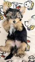 Q, a male Yorkshire Terrier for sale in Dallas, TX – 2 of 10