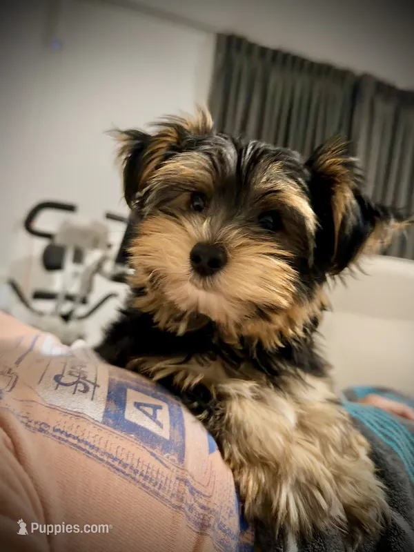 Q – Yorkshire Terrier puppy for sale in Dallas, TX