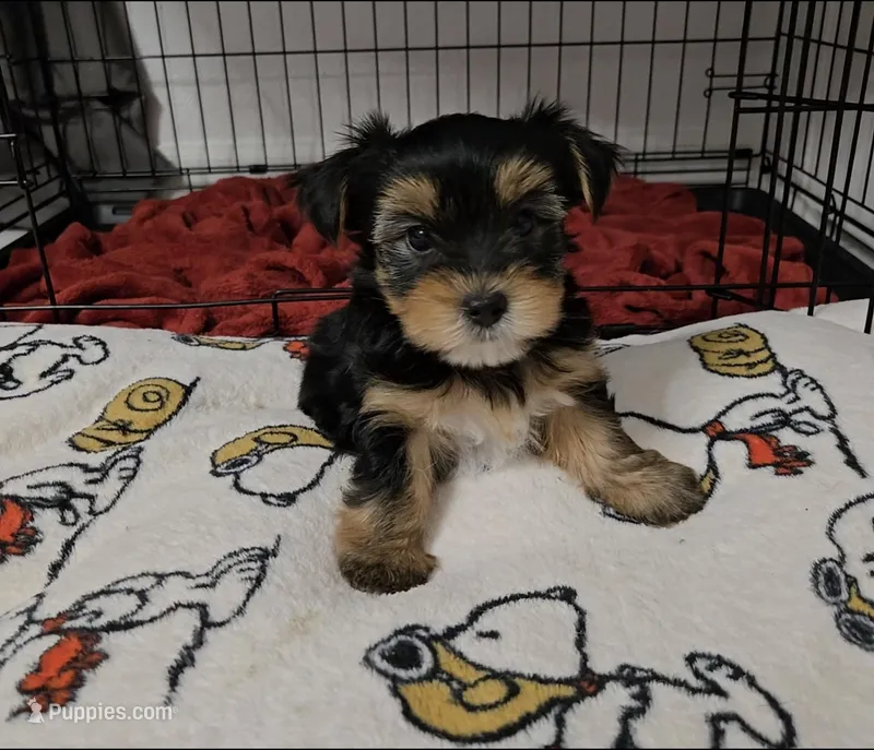 Q – Yorkshire Terrier puppy for sale in Dallas, TX