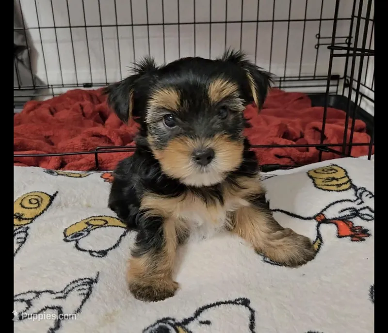 Q – Yorkshire Terrier puppy for sale in Dallas, TX